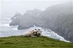 Shetland sheep, Hermaness