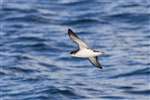 Manx Shearwater flying on Firth of Clyde
