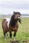 Shetland pony, Unst
