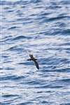 Manx Shearwater flying over Firth of Clyde portrait