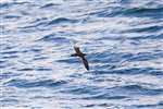 Manx Shearwater flying on Firth of Clyde landscape