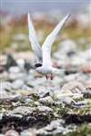 Arctic tern, Northmavine