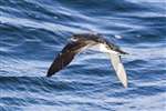 Manx Shearwater flying on Firth of Clyde