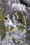 Gannet flying against Boreray, St Kilda