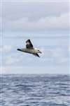 Fulmar in flight off Boreray