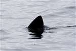 Basking Shark, Staffa, Mull