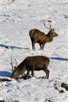 Red Deer stags in the snow