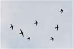 Screaming party of Swifts