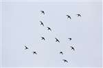 Screaming party of Swifts