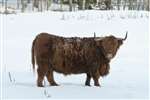 Highland bull in snow near Grantown