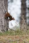 Red squirrel on a tree trunk
