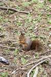 Red squirrel eating a nut
