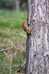 Red squirrel coming down a tree trunk