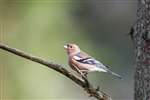 Chaffinch in a tree