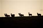 Red Deer at sunset