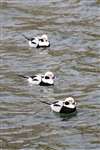 Long-tailed duck, Moray Firth