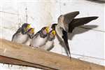 Barn swallow feeding its young