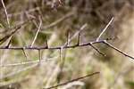 Blackthorn twig