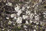 Blackthorn flowering