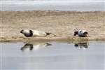 Common seals, Loch Fleet