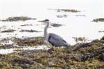 Grey heron, Loch Fleet,  National Nature Reserve