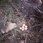 CEP Capercaillie nest c6
