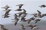 Whimbrel flock in flight