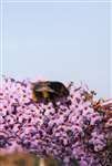 Bumble Bee on Buddleia