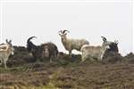 Wild goats, Oa, Islay