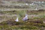 Immature Herring and Common gulls, Eday