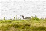 Red throated diver swimming, Orkney