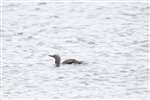 Red throated diver swimming, Orkney