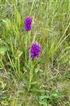 Northern Marsh Orchids, Eday