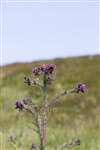 Marsh Thistle, Noup Hill, Eday, Orkney