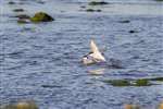 Arctic terns, Cleat, Sanday