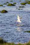 Arctic terns, Cleat, Sanday