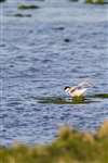 Arctic tern, Cleat, Sanday