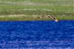 Short-eared owl in flight, Hundland