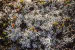 Cladonia (probably portentosa) lichen