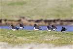 Oyster catchers, Noup Head, Westray