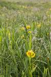 Yellow flag iris, Shapinsay