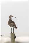 Curlew, Shapinsay 