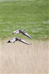 Greylag geese, Birsay, Orkney