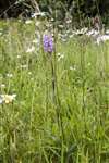 Common spotted orchid, Fallin bing
