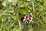Garden Tiger Moth, Mingulay, Miughlaigh, Barra, Barraigh
