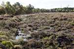 Pools forming on Wester Moss, Fallin
