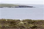 Common Gull colony, Holm of Berstane, Shapinsay