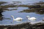 Mute Swans, Bay of Skaill, Orkney