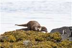 Two otters on rocky shore