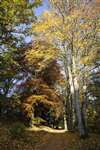 Autumn colour, Pitlochry